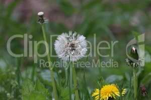 Dandelion white seeds closeup on blurry grass background