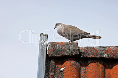 A wild pigeon sits high on the roof