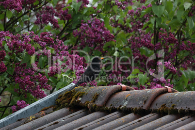 Blackbird on the roof in the spring