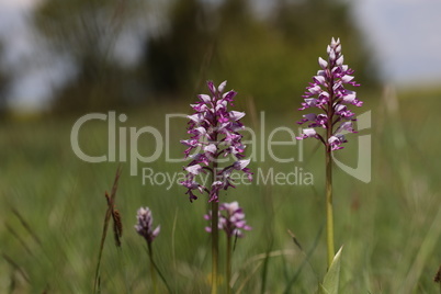 Orchis Militaris is a purple orchid in a meadow