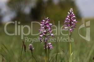 Orchis Militaris is a purple orchid in a meadow