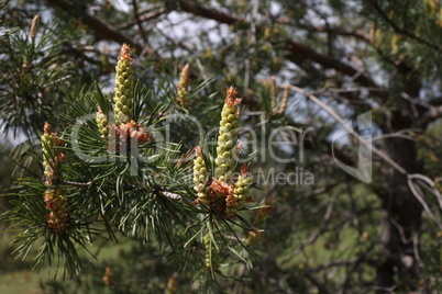 Blooming pine tree in the forest in spring