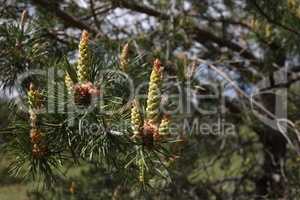 Blooming pine tree in the forest in spring