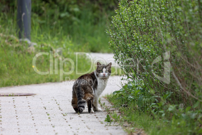 The domestic cat on the street looked back