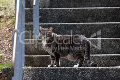 Domestic cat on the street on the steps