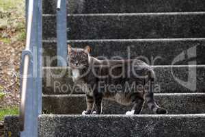 Domestic cat on the street on the steps