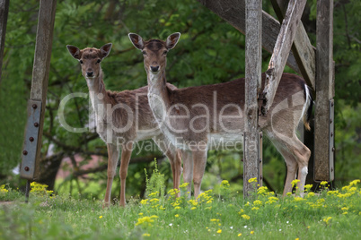 Deer in the forest are looking at the camera