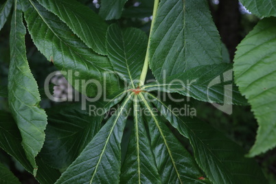 Fresh green chestnut leaf in spring close up