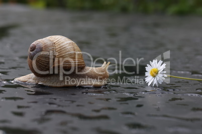 Grape snail slowly crawling on a flat surface