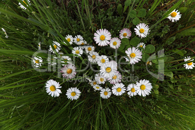 Beautiful white daisies shot from a height