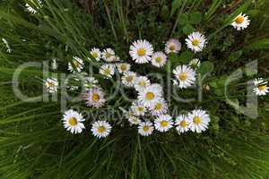 Beautiful white daisies shot from a height