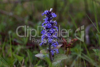 Close-up of beautiful blue flowers of Ajuga reptans Atropurpurea in spring