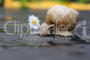 Grape snail slowly crawling on a flat surface