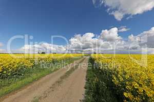 Spring landscape with blooming rapeseed fields on a sunny day