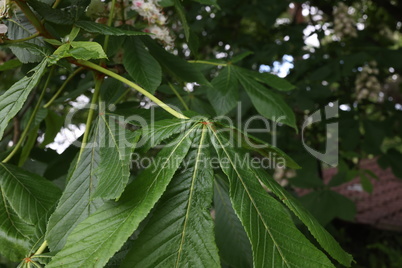 Fresh green chestnut leaf in spring close up