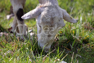 fressendes Schaf