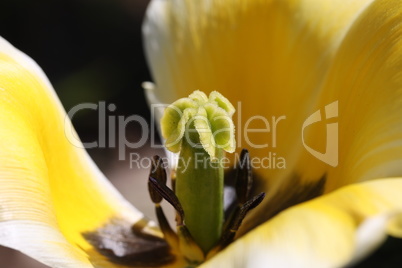Pistil with stamens in a yellow tulip