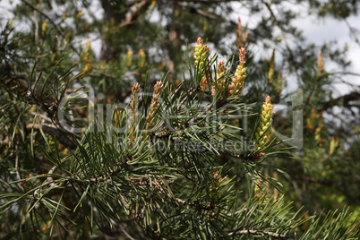 Close up of the flower buds of a chestnut tree, Aesculus hippocastanum