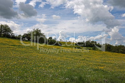 Spring landscape with flowering meadows and fields