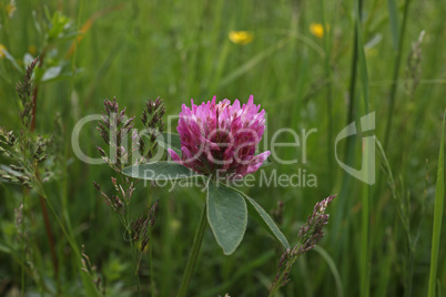 flowers of red clover in the field