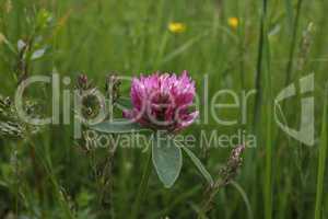 flowers of red clover in the field