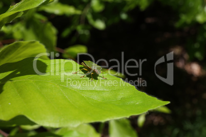 A stink bug on green leaves, close-up