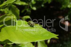 A stink bug on green leaves, close-up