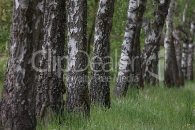 Birch trunks in a birch alley in summer