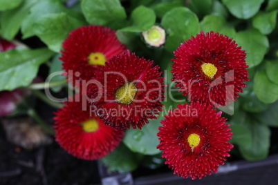 Beautiful red flowers near the house in spring