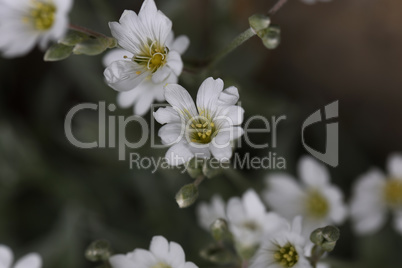 White flowers close up on blurred background