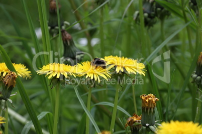 Shaggy bumblebee sits on yellow dandelion flowers