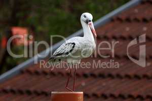 Plastic stork serves as a decoration in the garden