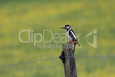 Spotted Woodpecker Sits on Wires Electric Fence