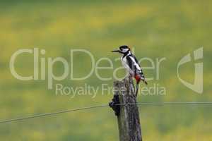 Spotted Woodpecker Sits on Wires Electric Fence