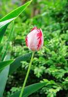 Motley tulip