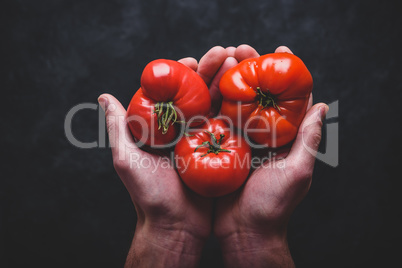 Hands holding fresh red tomatoes