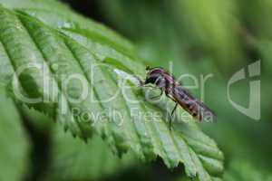 Little hoverfly resting on the leaves of a bush