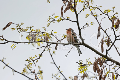 The chaffinch on a tree sings its spring song