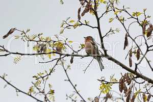 The chaffinch on a tree sings its spring song