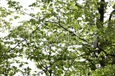 Young green foliage high on a tree