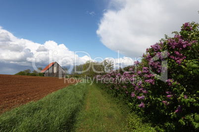 Spring landscape with a plowed field, barn and thickets of blooming lilacs
