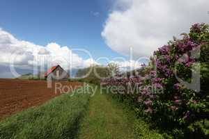 Spring landscape with a plowed field, barn and thickets of blooming lilacs