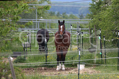 Horses in a paddock in a farm yard