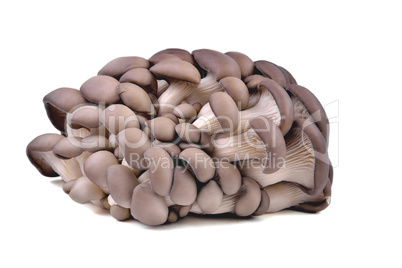 Edible natural oyster mushrooms, on a white plate, mushrooms for