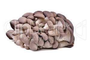 Edible natural oyster mushrooms, on a white plate, mushrooms for