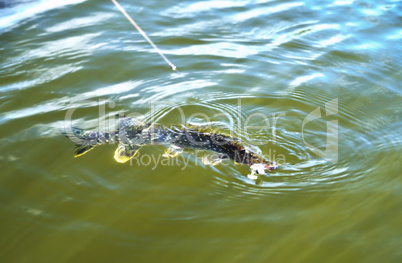 pike caught on a leash in water close up