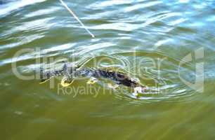 pike caught on a leash in water close up