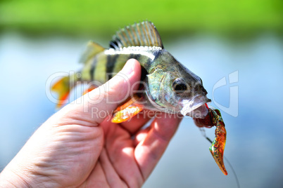 Fishing. A perch in hand against a background of water on a sunn