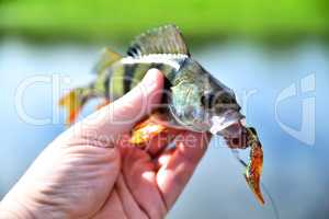 Fishing. A perch in hand against a background of water on a sunn