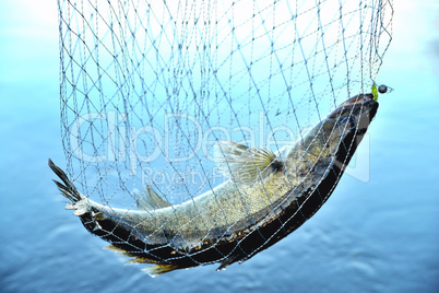 fish caught in the net against the background of water, zander,